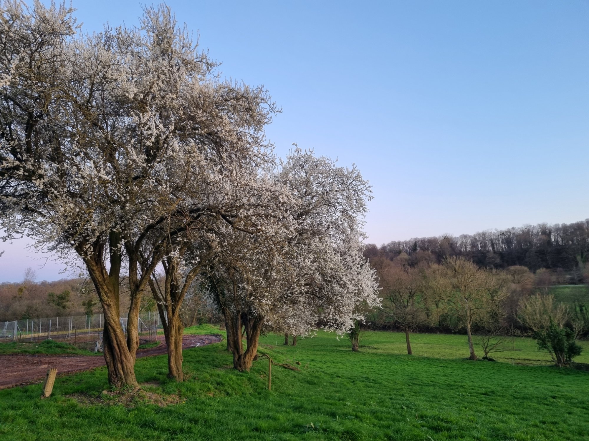 Bocage en fleurs