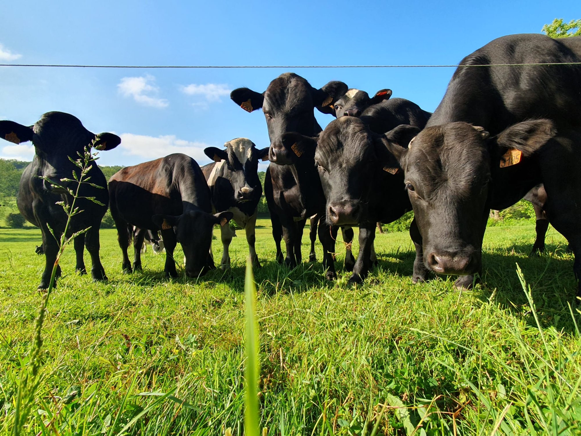 Colis Grill & Quotidien