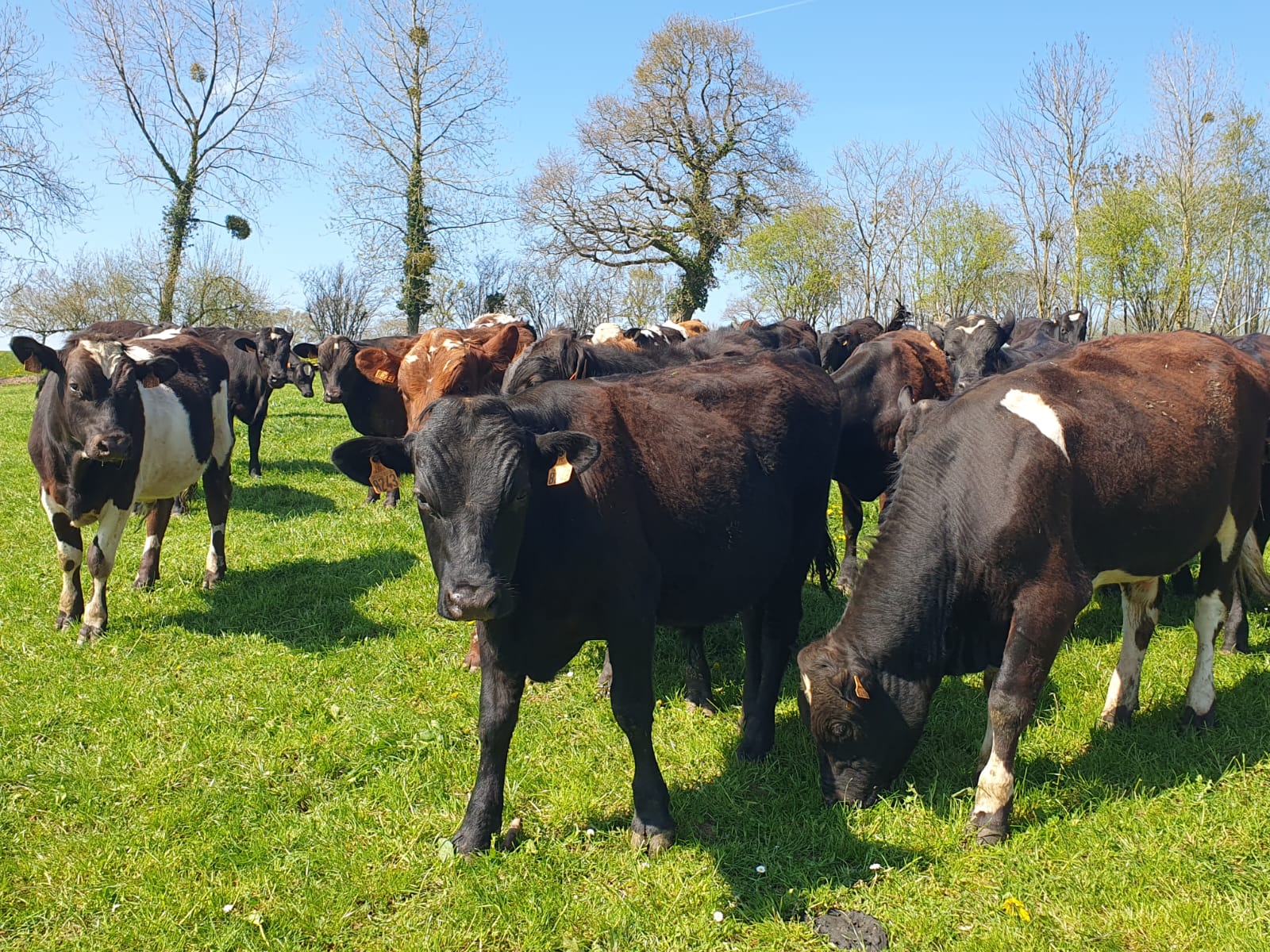 Troupeau au printemps