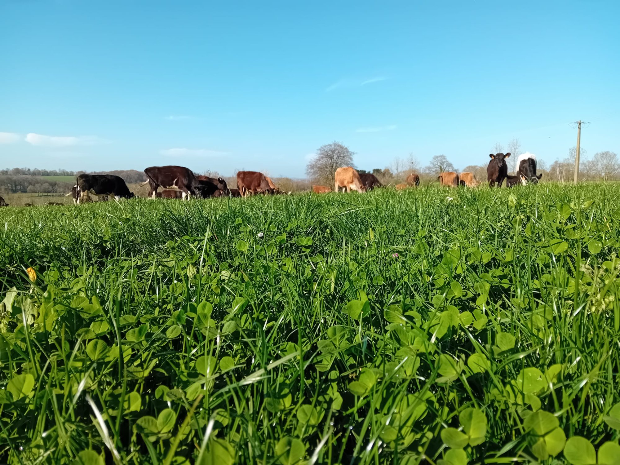 Troupeau pâturant sur trèfle